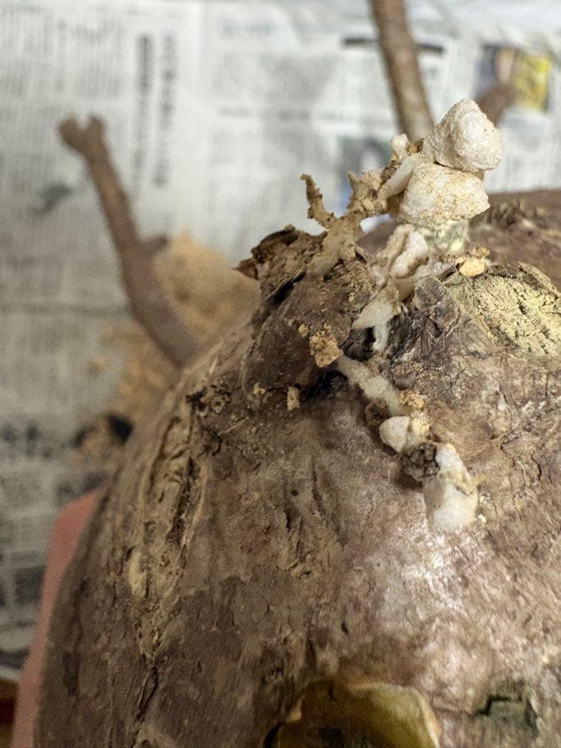 発根済み　大株グラキリス／芽吹き・蕾あり