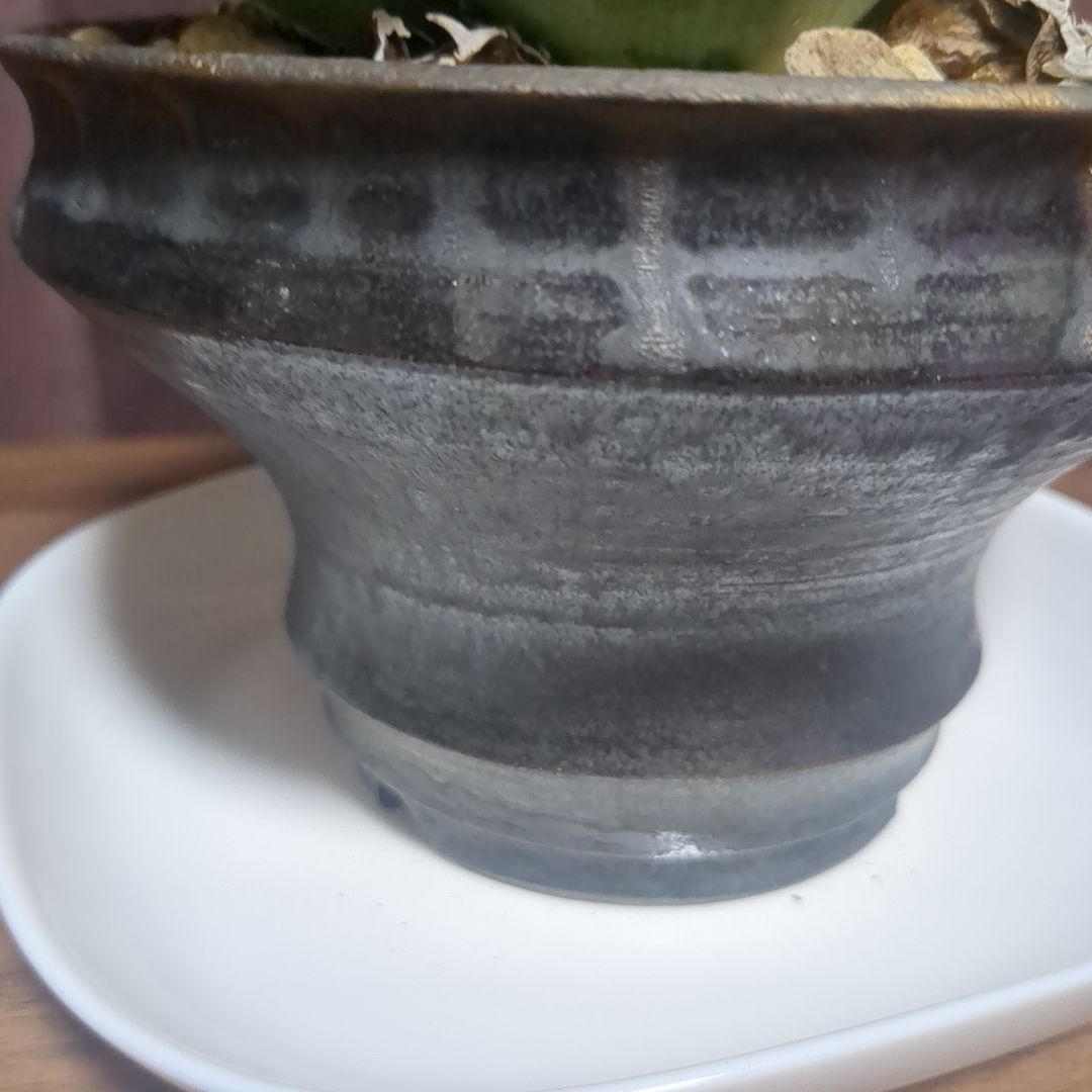 アガベ陶器鉢　植木鉢　比護作品　美品