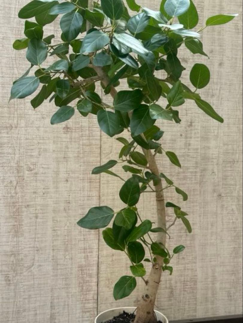 フィカスベンガレンシス♪ 143cm♪ 太幹曲がり リビングサイズ