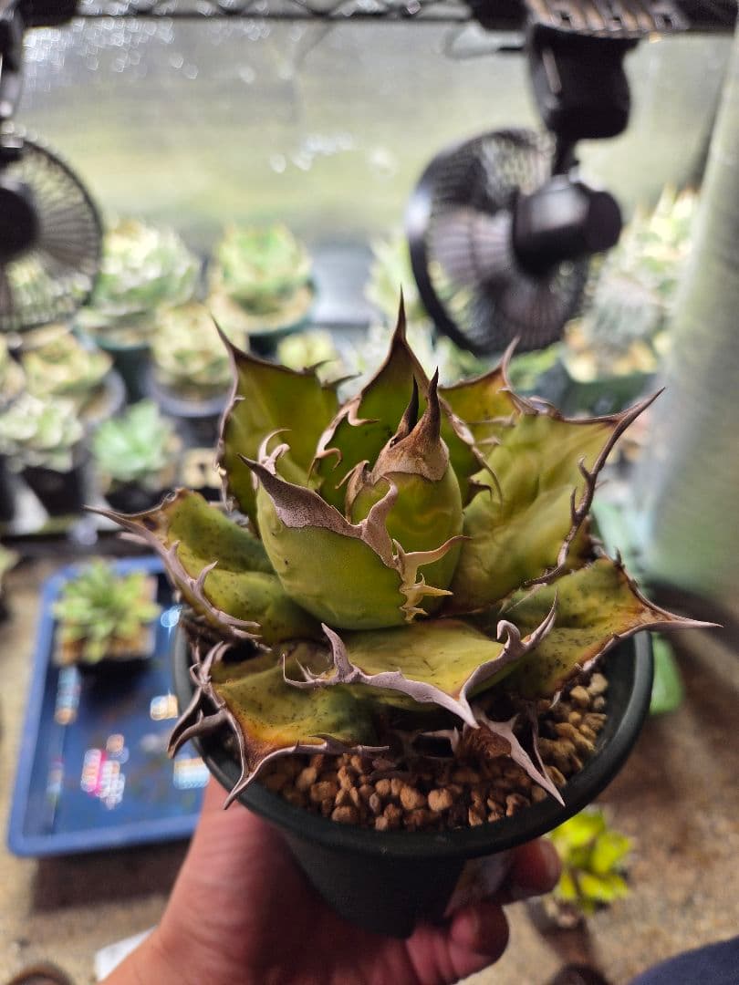 秘蔵株（ブラスポ×イシスメンシス×屈原の舞扇）×グアダラハラナ 発根活着済