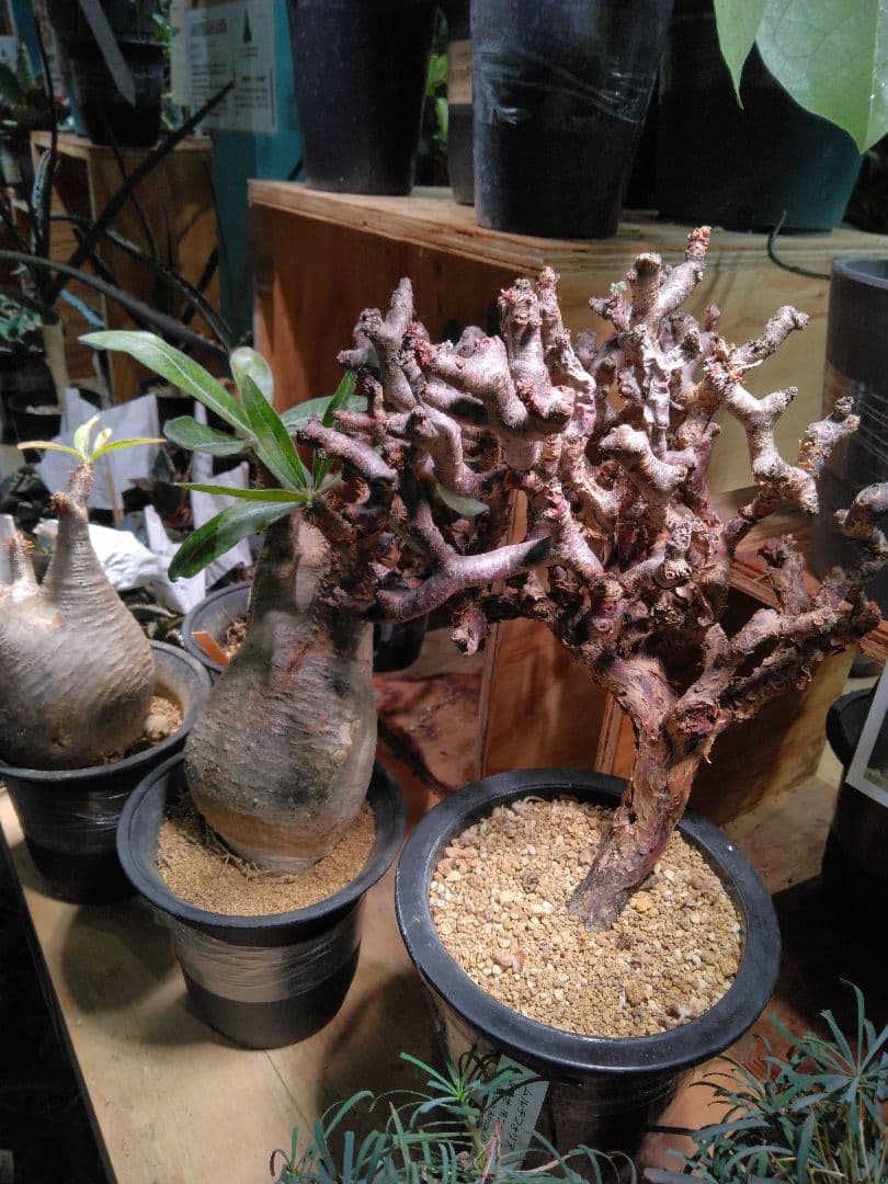 BRIM(ブリム) 植物育成LEDライト 24W