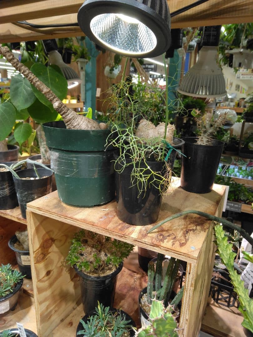 BRIM(ブリム) 植物育成LEDライト 24W