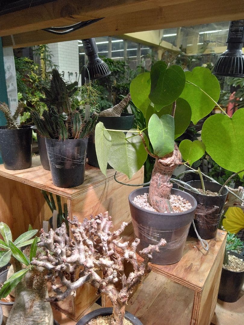 BRIM(ブリム) 植物育成LEDライト 24W