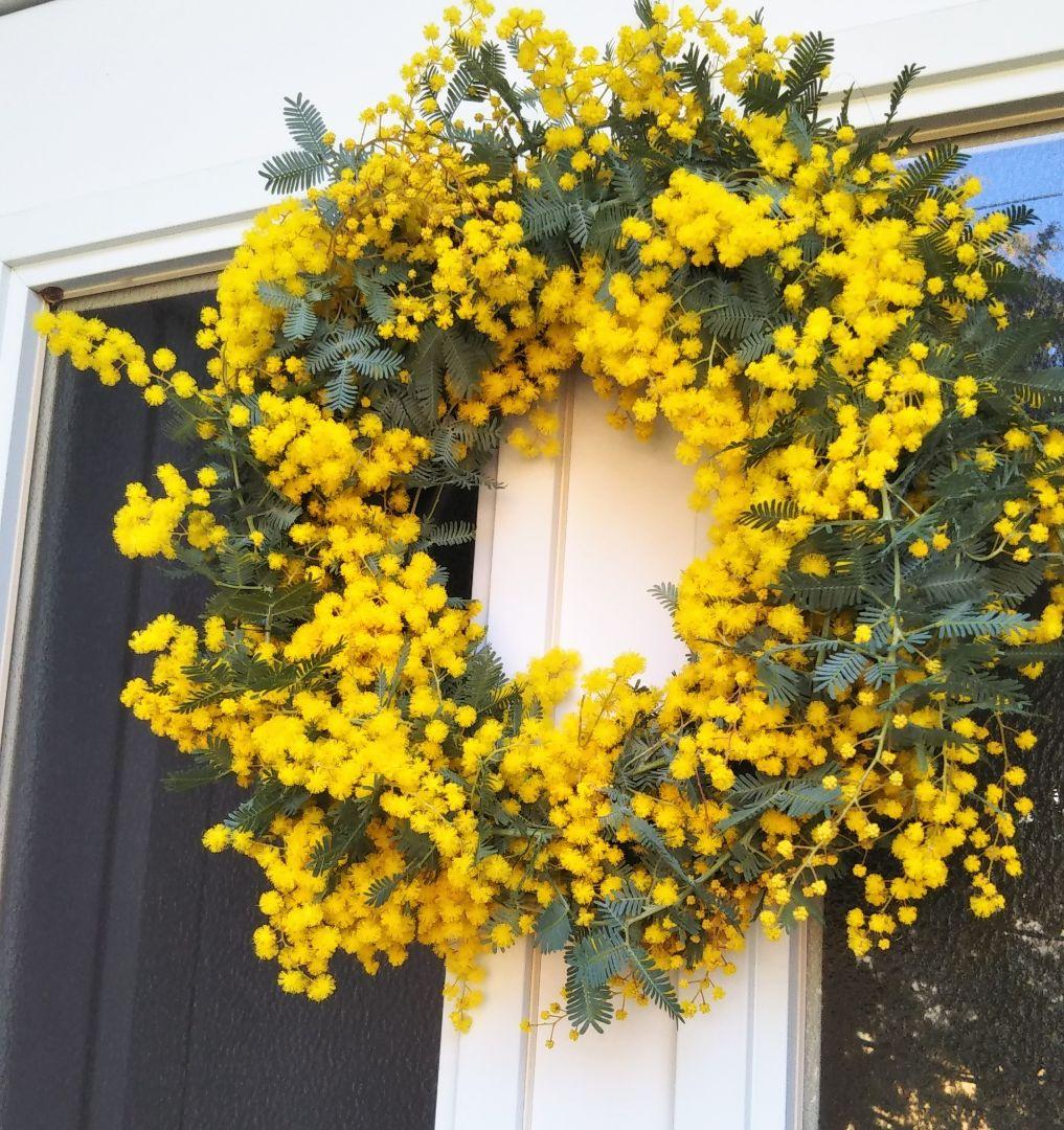 ☘2026年のフレッシュミモザリース・スワッグ☘　予約・問合せ