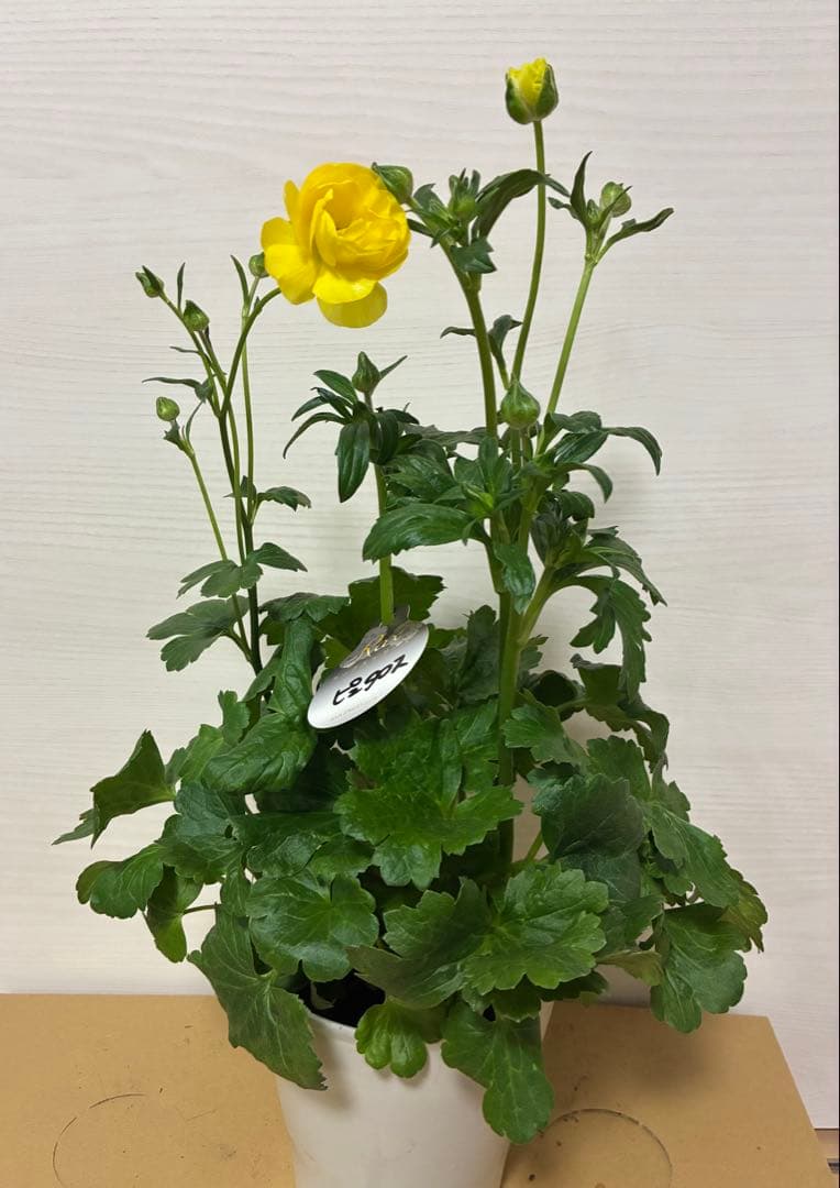 ラナンキュラスラックス ランドセル 5号鉢ムーサ ピュタロス