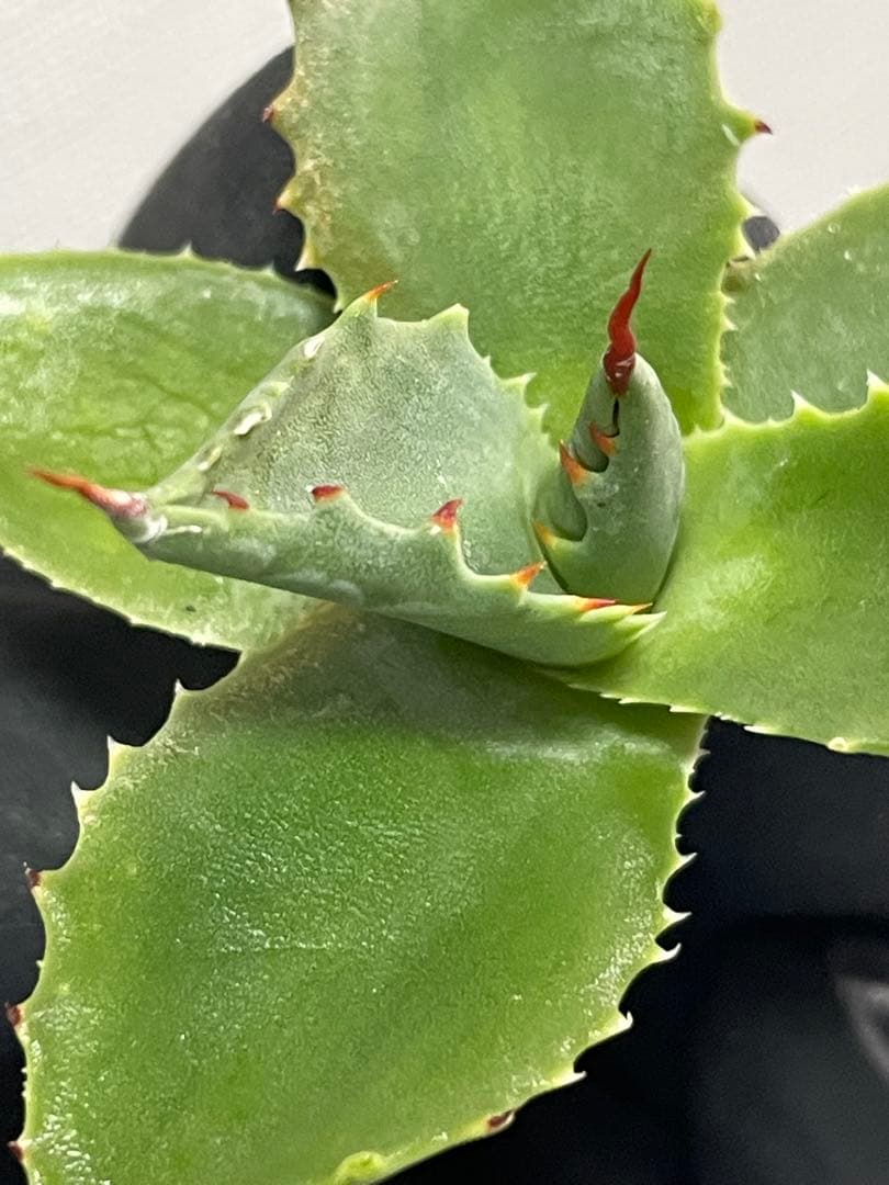 ジェレミー産 アガベ ネバデンシス×（パラサナ×イシスメンシス