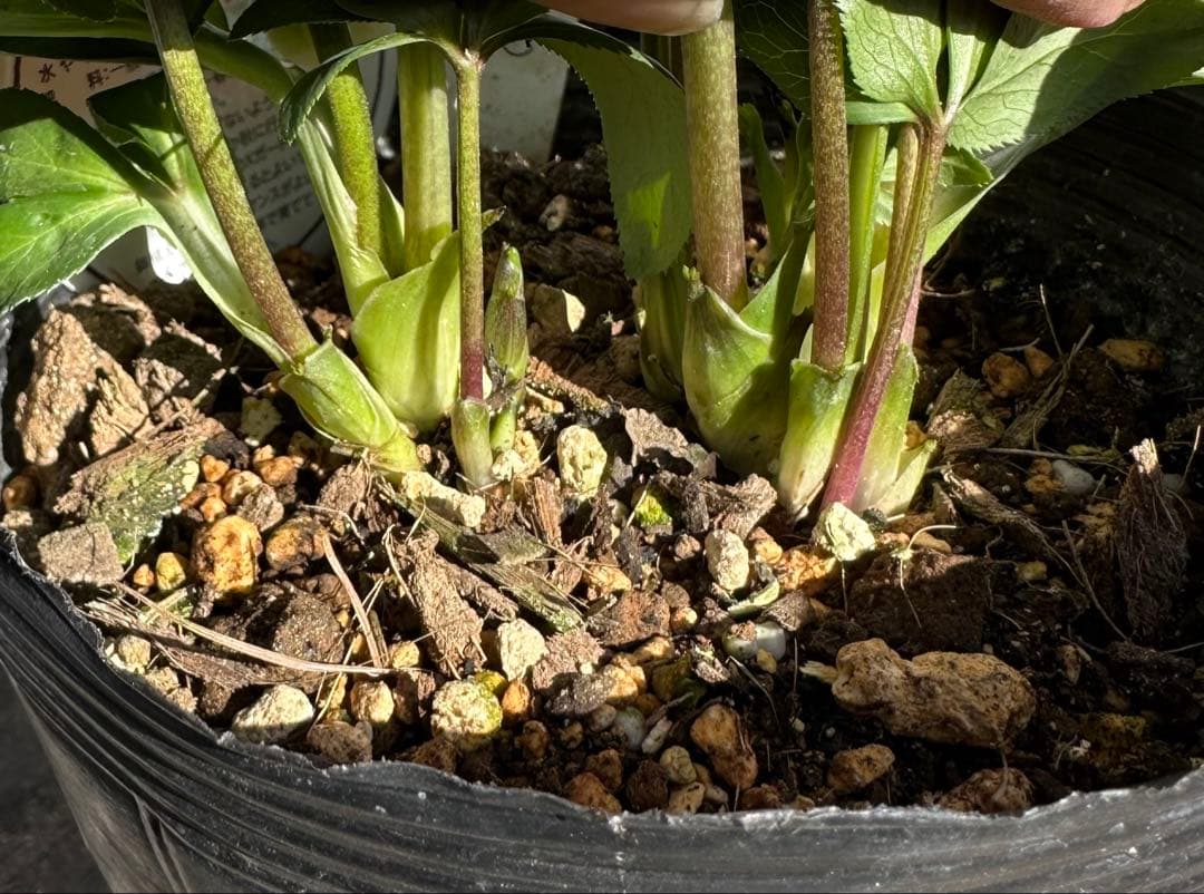 クリスマスローズ　ベビードール　横山園芸　開花株