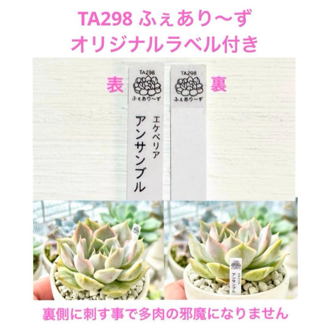 【新品種@1980】一葉