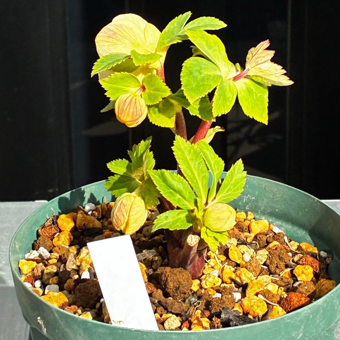 ま*か様 588☘️蕾花タグ付☘️デュメxオーレア⭐️小輪⭐️レッドアイ⭐️オー