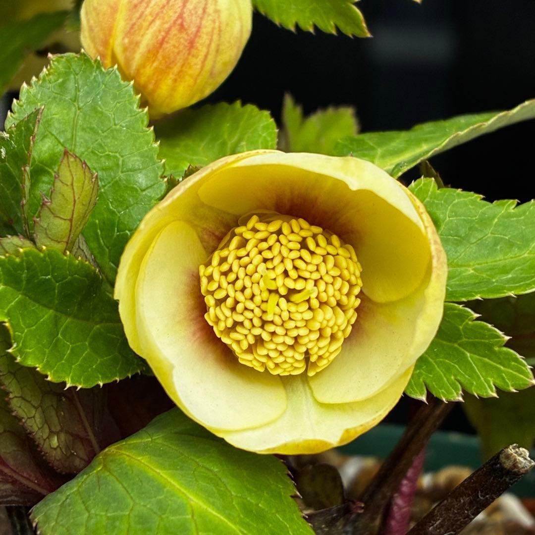 ま*か様 588☘️蕾花タグ付☘️デュメxオーレア⭐️小輪⭐️レッドアイ⭐️オー