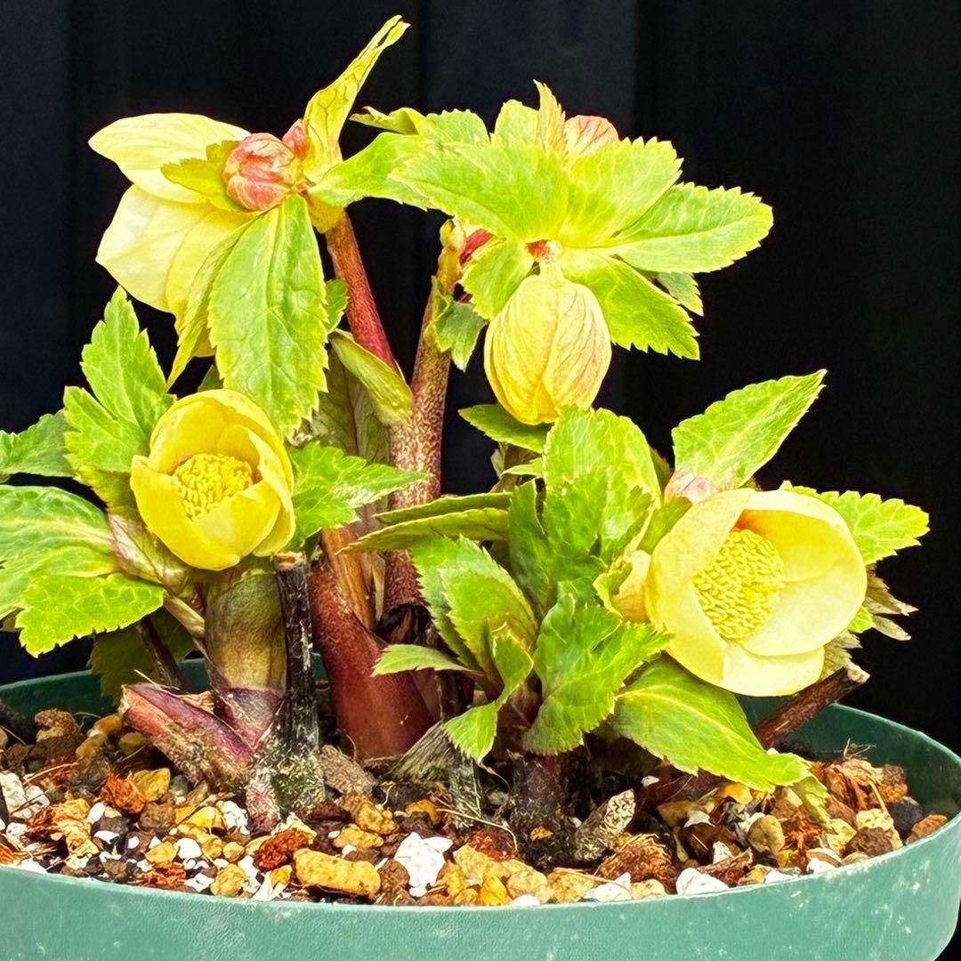 ま*か様 588☘️蕾花タグ付☘️デュメxオーレア⭐️小輪⭐️レッドアイ⭐️オー