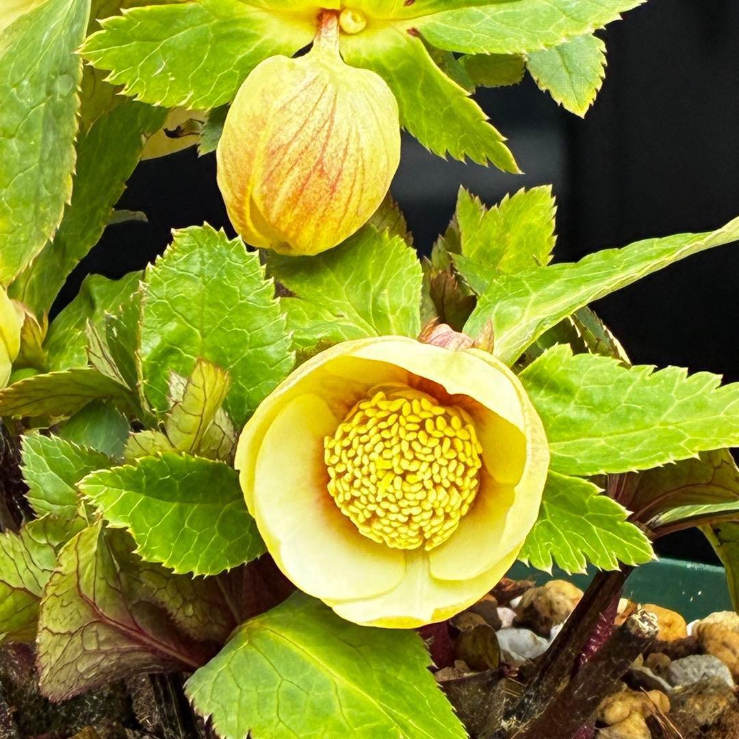 ま*か様 588☘️蕾花タグ付☘️デュメxオーレア⭐️小輪⭐️レッドアイ⭐️オー