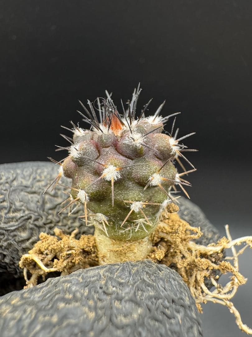 gyu様 リクエスト 5点 まとめ商品