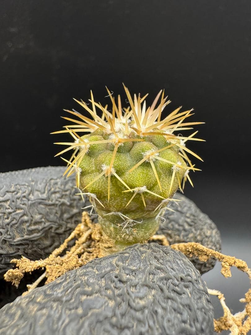 gyu様 リクエスト 5点 まとめ商品