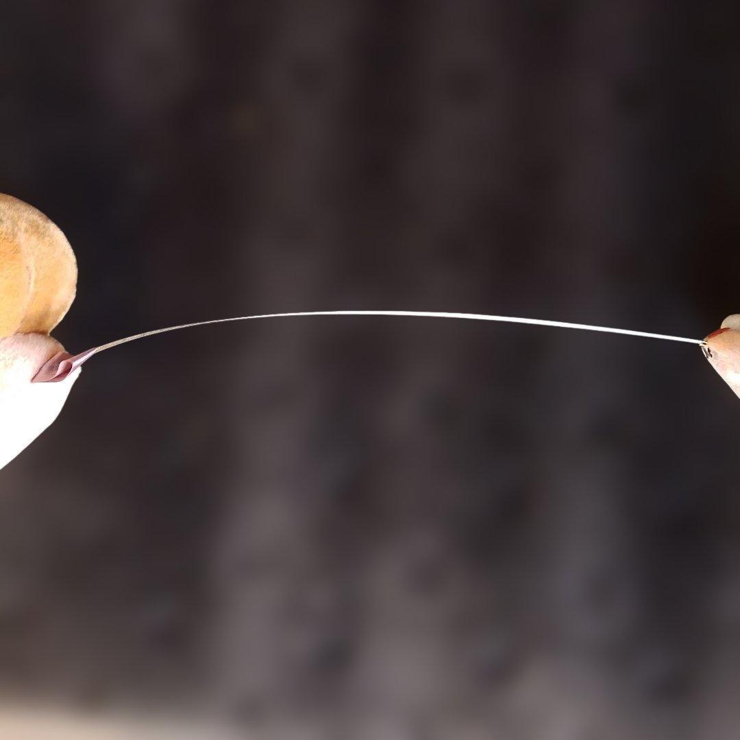 メジャーDE親子