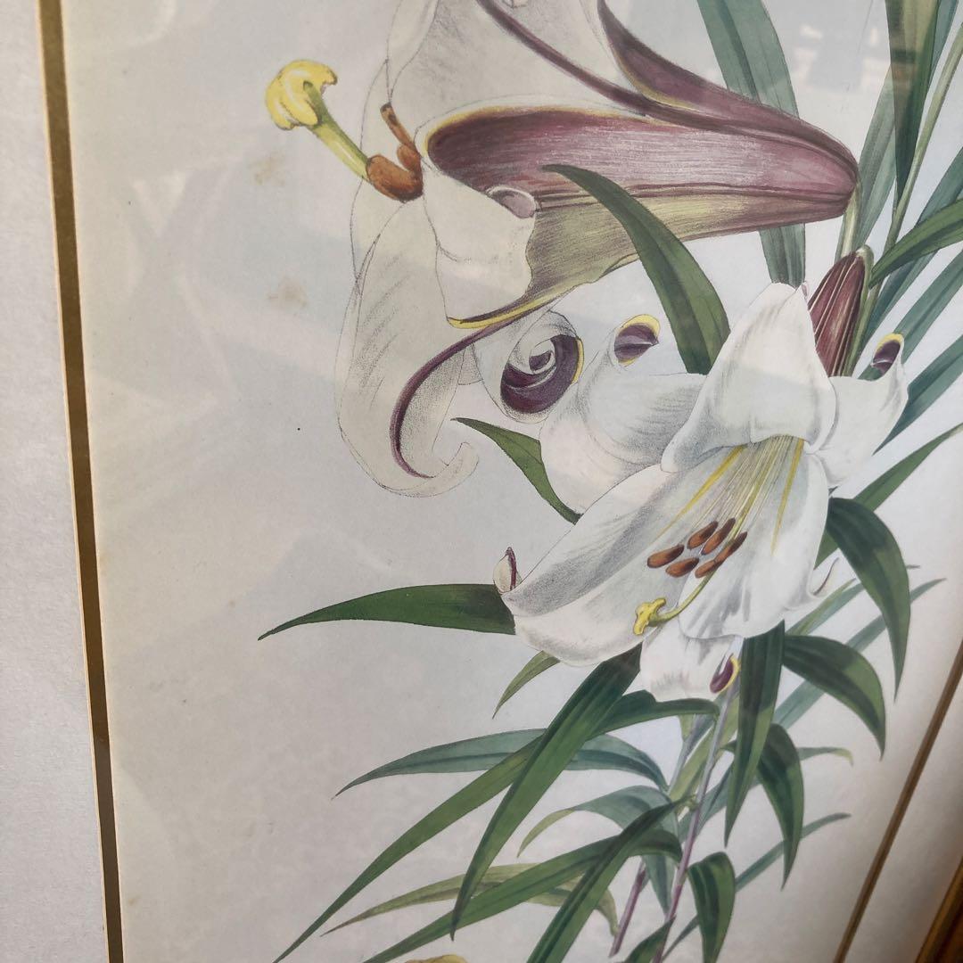 ボタニカル　絵　ローラアシュレイ　イギリスで購入