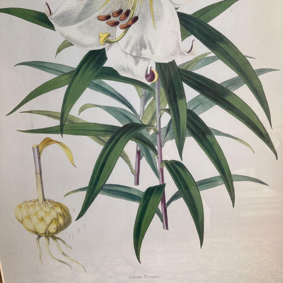 ボタニカル　絵　ローラアシュレイ　イギリスで購入