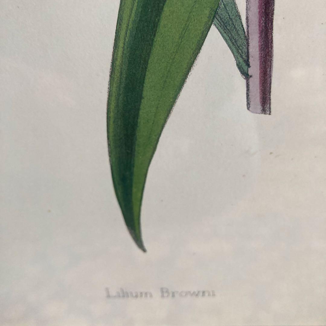 ボタニカル　絵　ローラアシュレイ　イギリスで購入