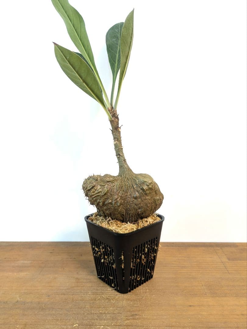 ミルメコディア ツベローサ ジャヤプラ パプア アリ植物