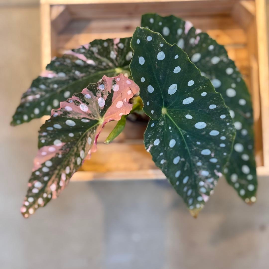 96 ベゴニア マクラータ 斑入り 美斑 新芽も美斑確定 - メルカリ