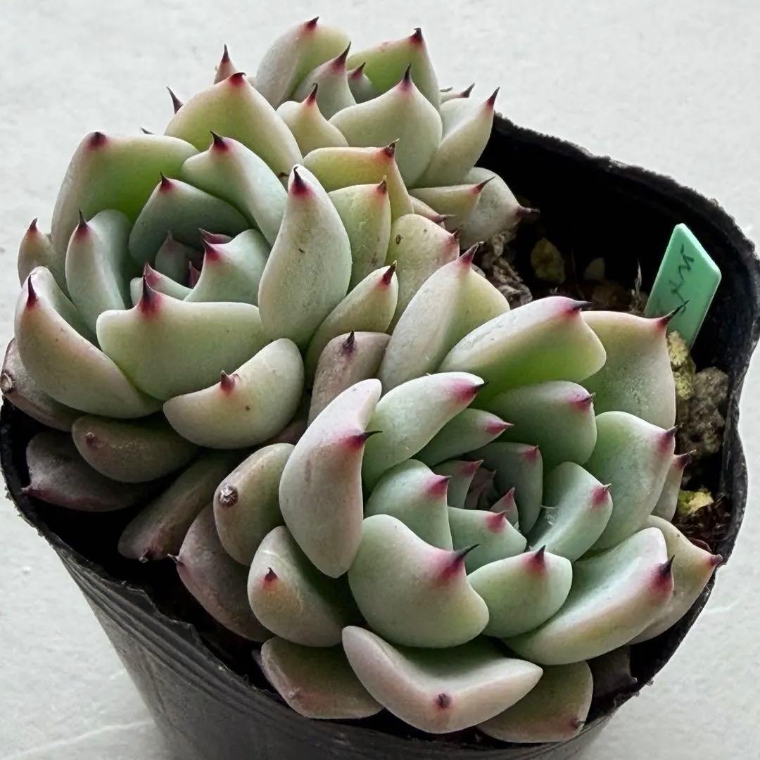 no. 676 そわそわ おらいさん ミックスベリア 札なし 抜き苗 多肉