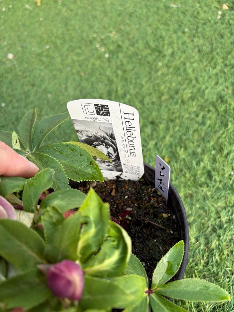 【一点物】広瀬園芸　クリスマスローズ　ソレイユ