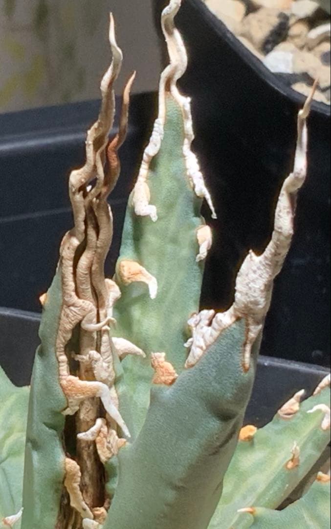 エボリスピナ 陽炎 コレクション株③ (極)