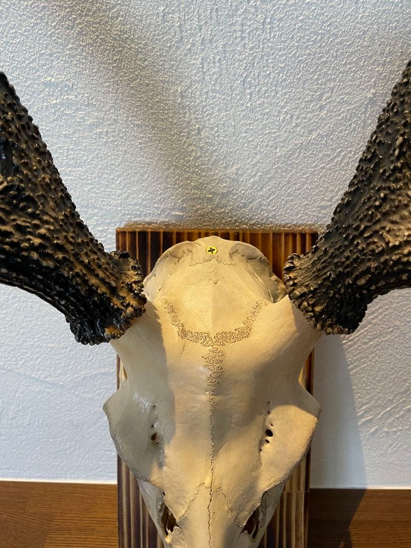 ハンティングトロフィー ハンドメイド 鹿の頭骨 壁掛け装飾 - メルカリ