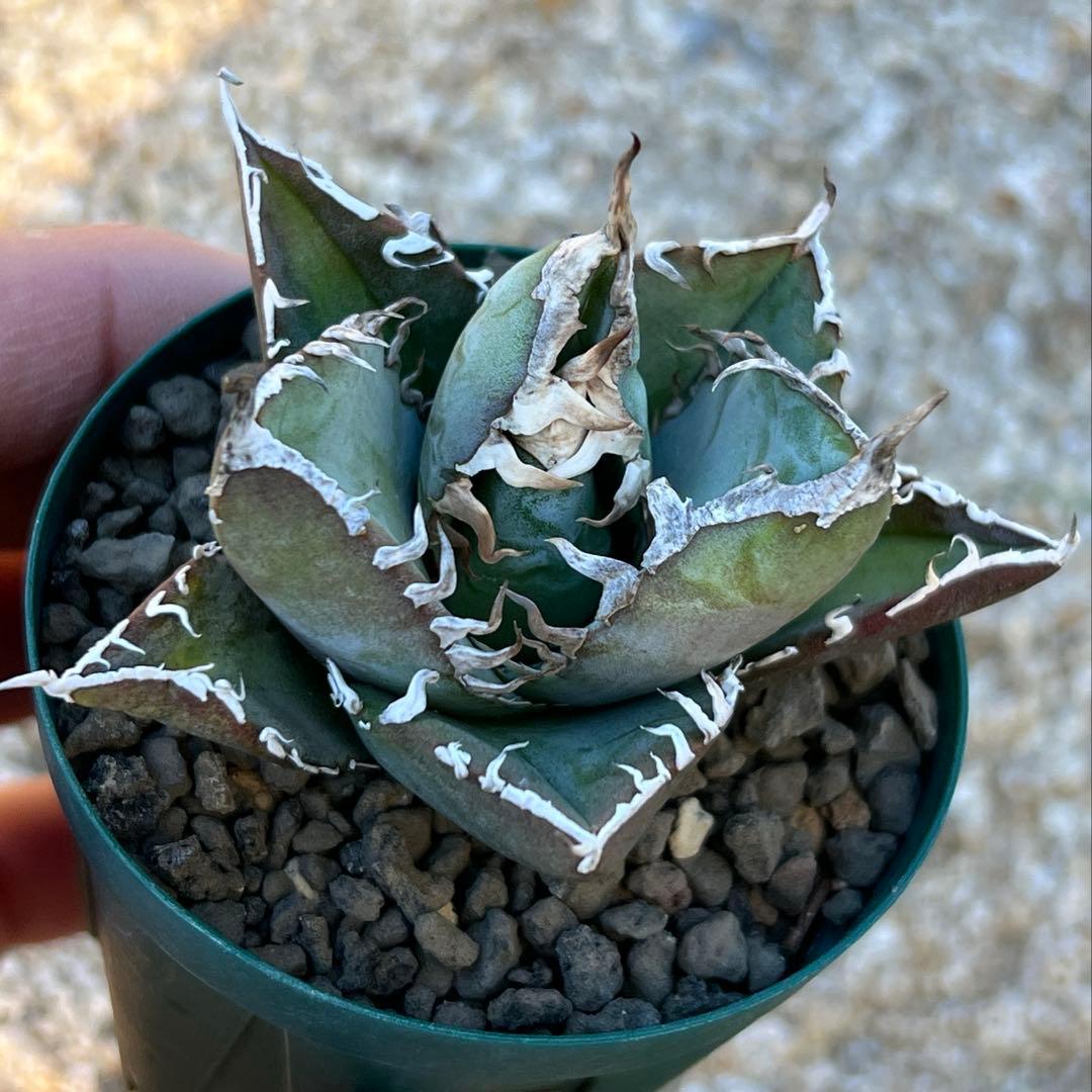 アガベ　チタノタ　FO-076 US 活着済み