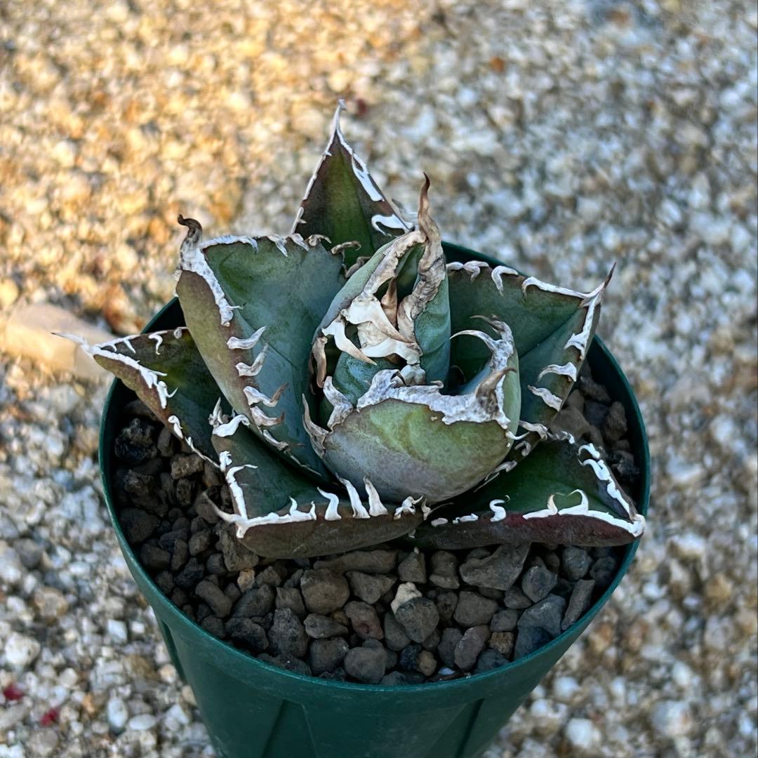 アガベ　チタノタ　FO-076 US 活着済み