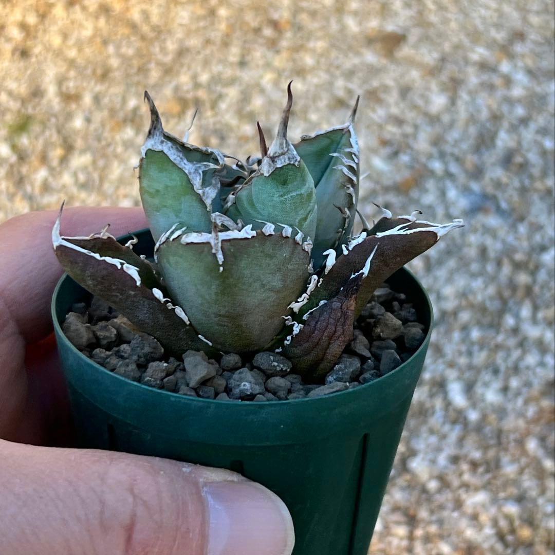 アガベ　チタノタ　FO-076 US 活着済み