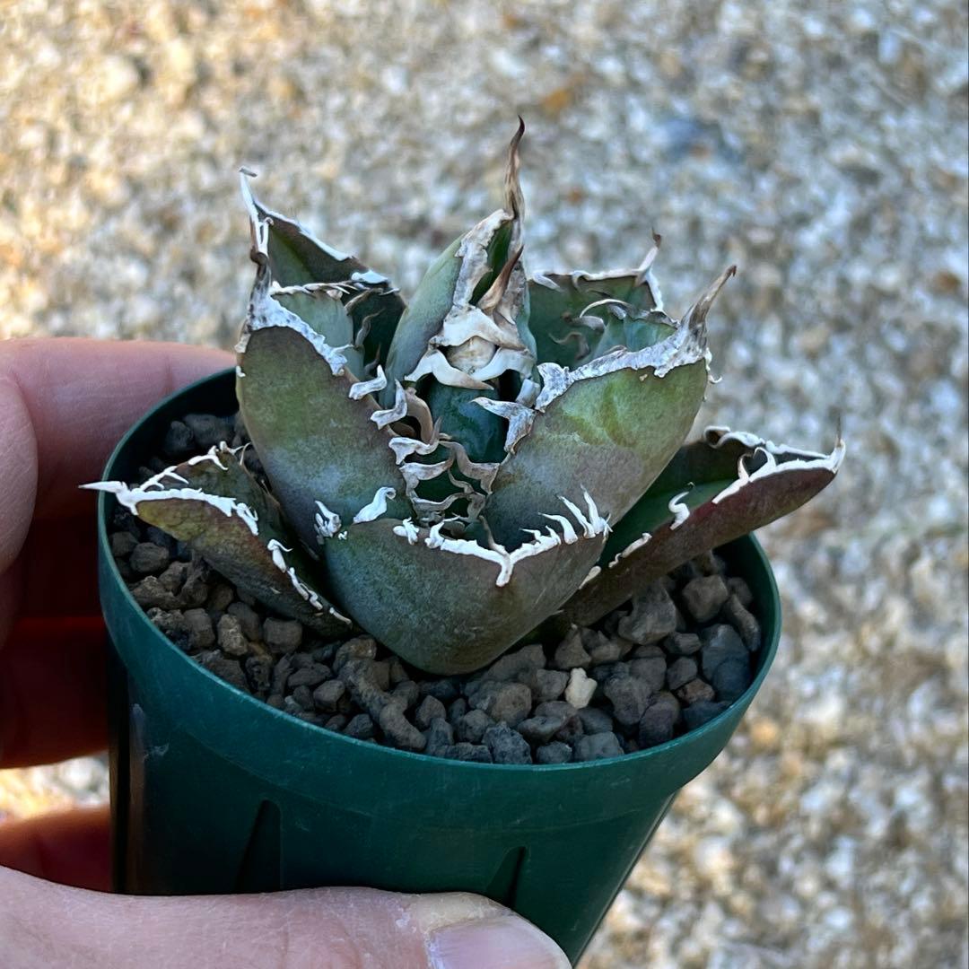 アガベ　チタノタ　FO-076 US 活着済み