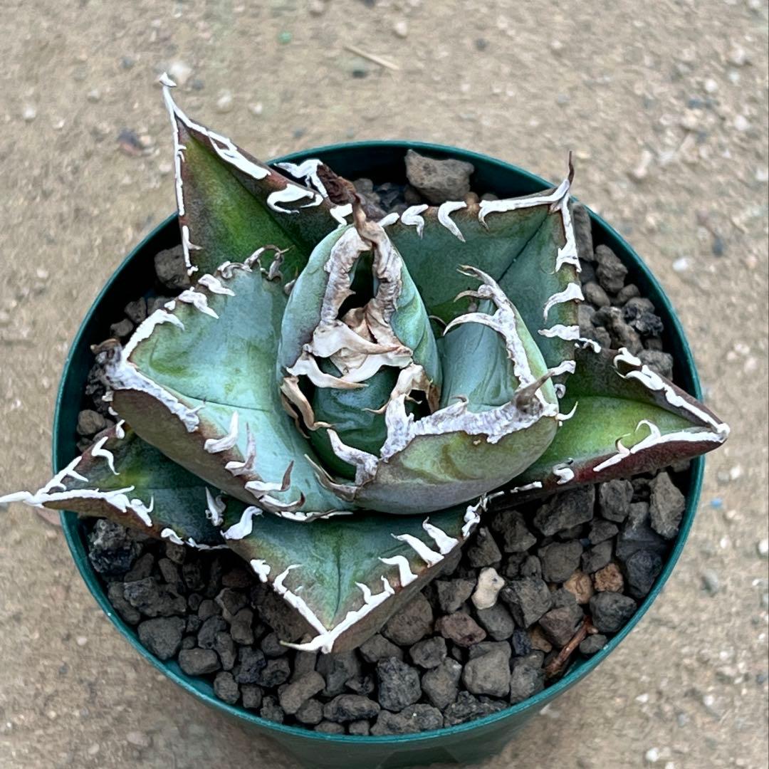 アガベ　チタノタ　FO-076 US 活着済み