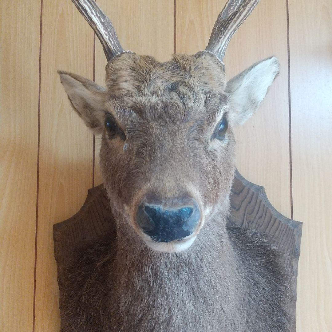 ニホンジカの剥製 壁掛け