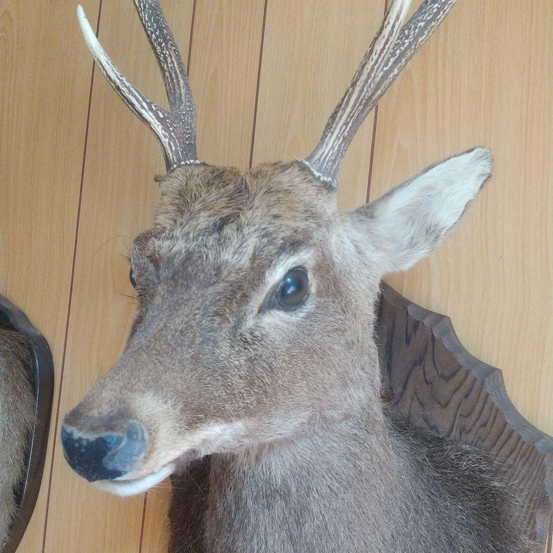 ニホンジカの剥製 壁掛け