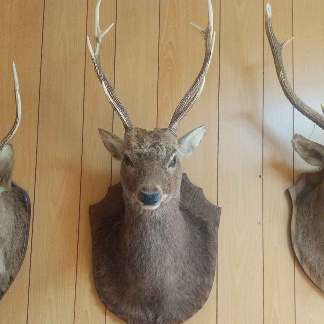 ニホンジカの剥製 壁掛け