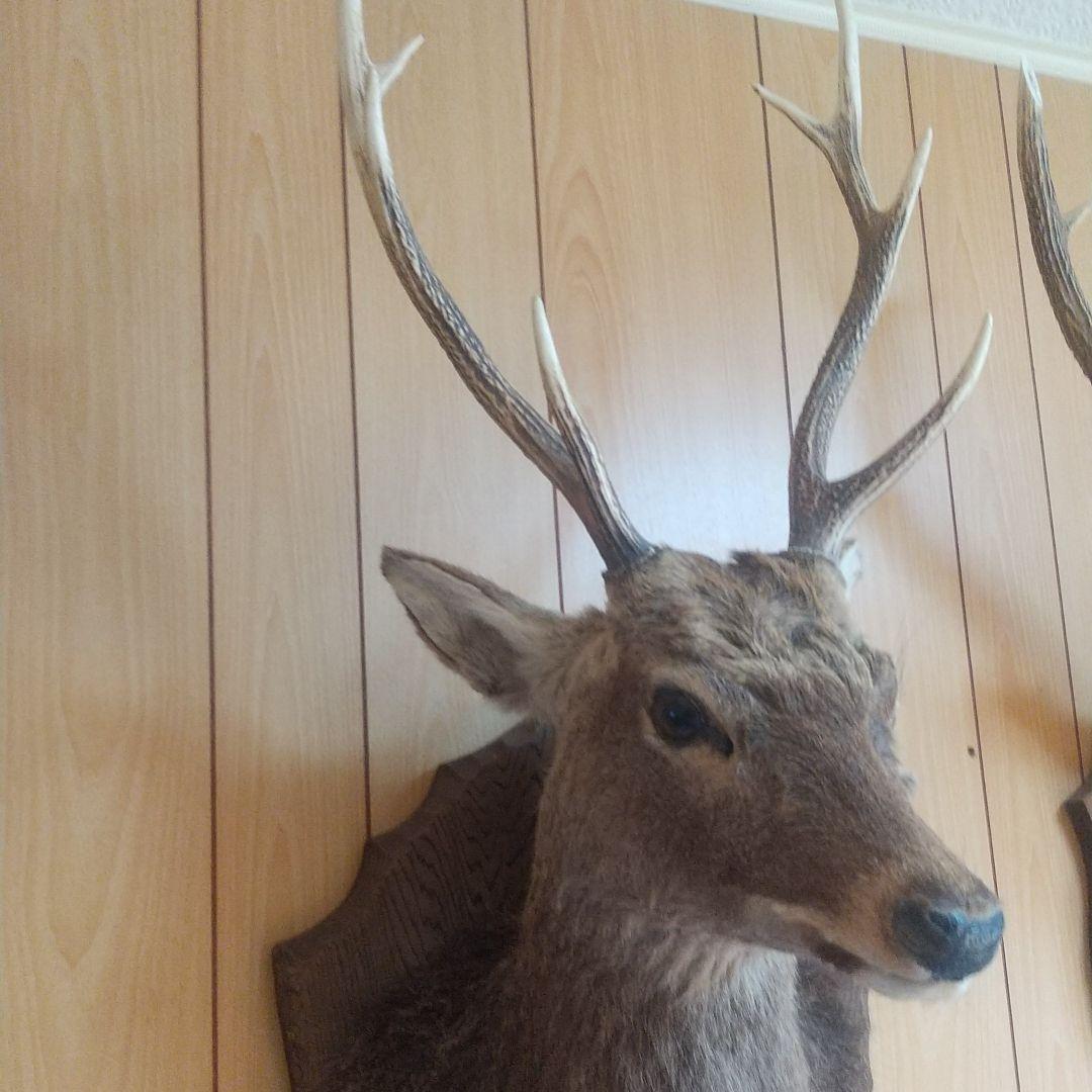 ニホンジカの剥製 壁掛け
