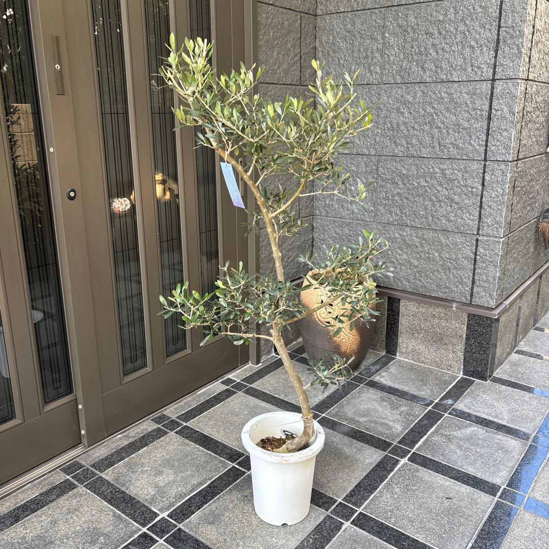 エルグレコ　オリーブの木　8号　1メートル30センチ