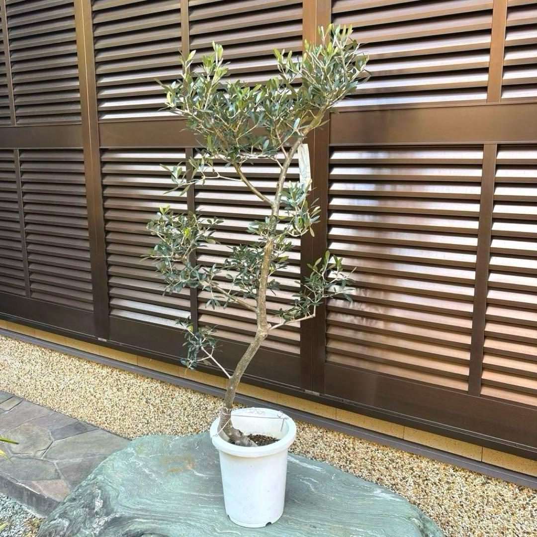 エルグレコ　オリーブの木　8号　1メートル30センチ