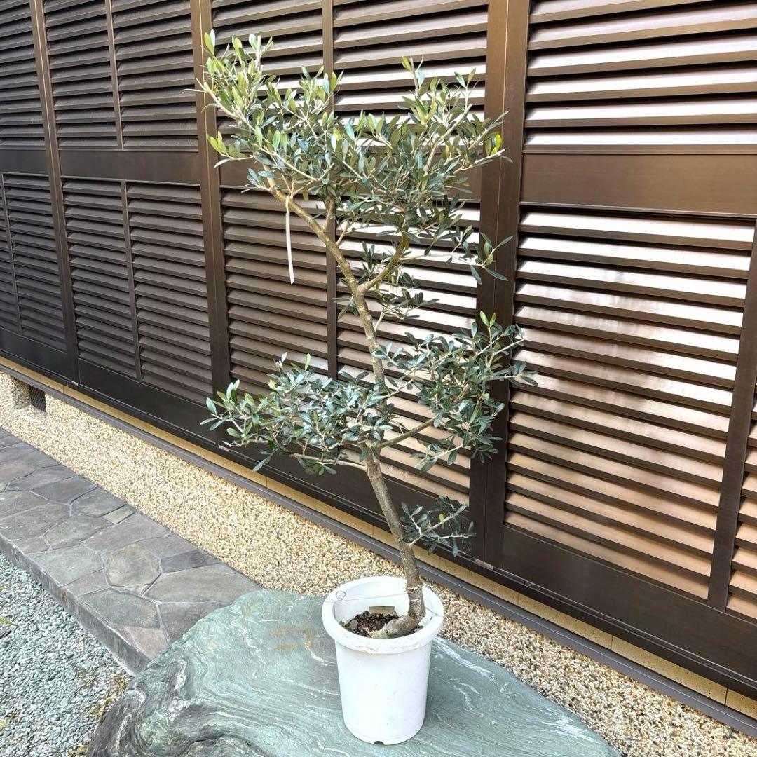 エルグレコ　オリーブの木　8号　1メートル30センチ