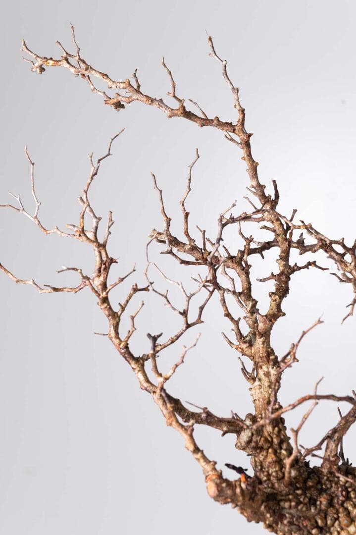 LP71 オペルクリカリア パキプス コーデックス ベアルート株