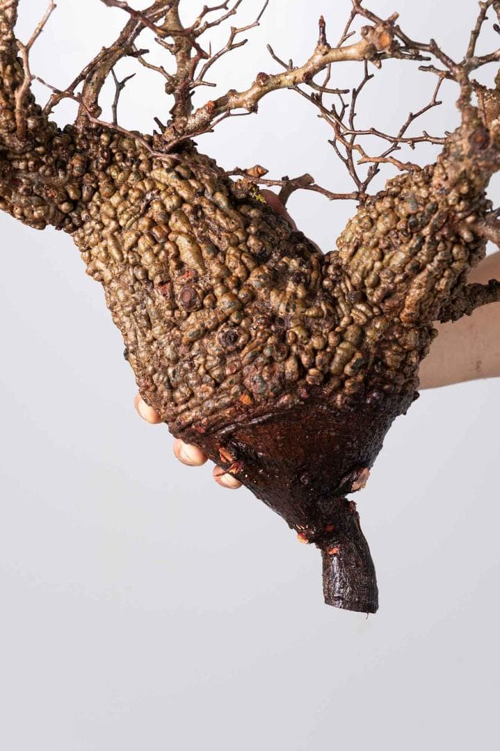 LP71 オペルクリカリア パキプス コーデックス ベアルート株