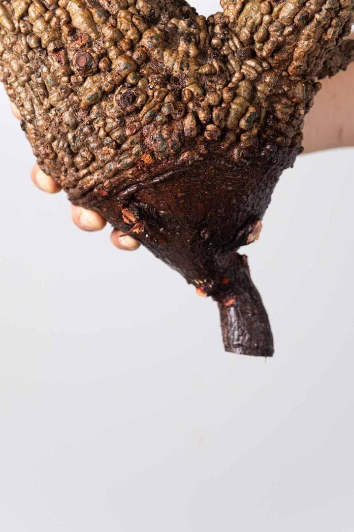 LP71 オペルクリカリア パキプス コーデックス ベアルート株