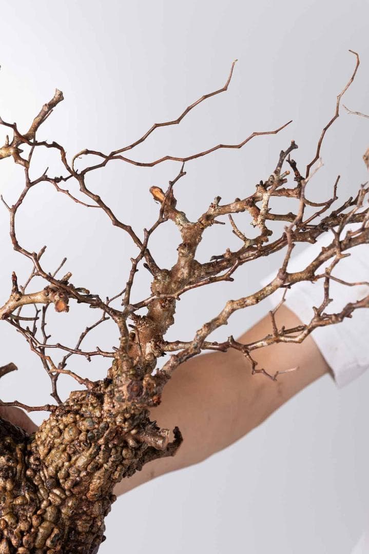 LP71 オペルクリカリア パキプス コーデックス ベアルート株