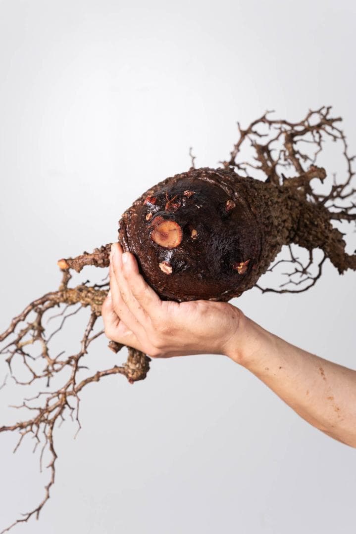 LP71 オペルクリカリア パキプス コーデックス ベアルート株