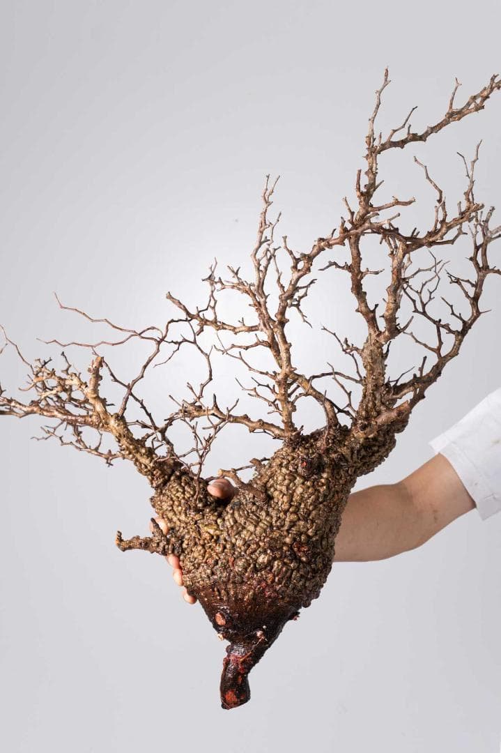 LP71 オペルクリカリア パキプス コーデックス ベアルート株