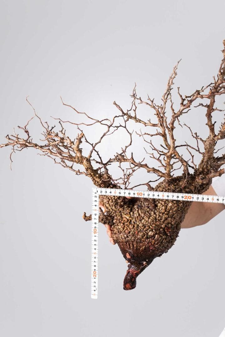 LP71 オペルクリカリア パキプス コーデックス ベアルート株