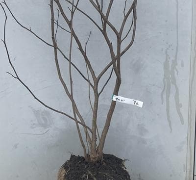 《現品》丸葉の木（マルバノキ）株立ち　樹高1.6ｍ（根鉢含まず）92【紅万作】