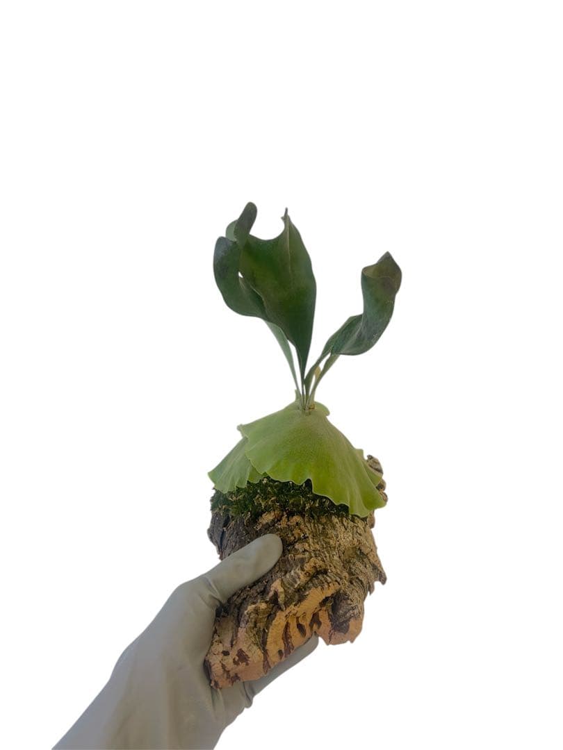 コウモリラン　ビカクシダ　サタヒップ　P.Hillii sattahip OC