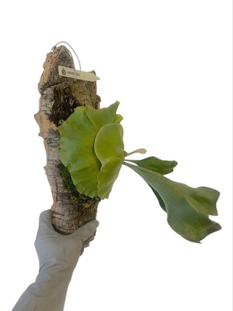 コウモリラン　ビカクシダ　サタヒップ　P.Hillii sattahip OC